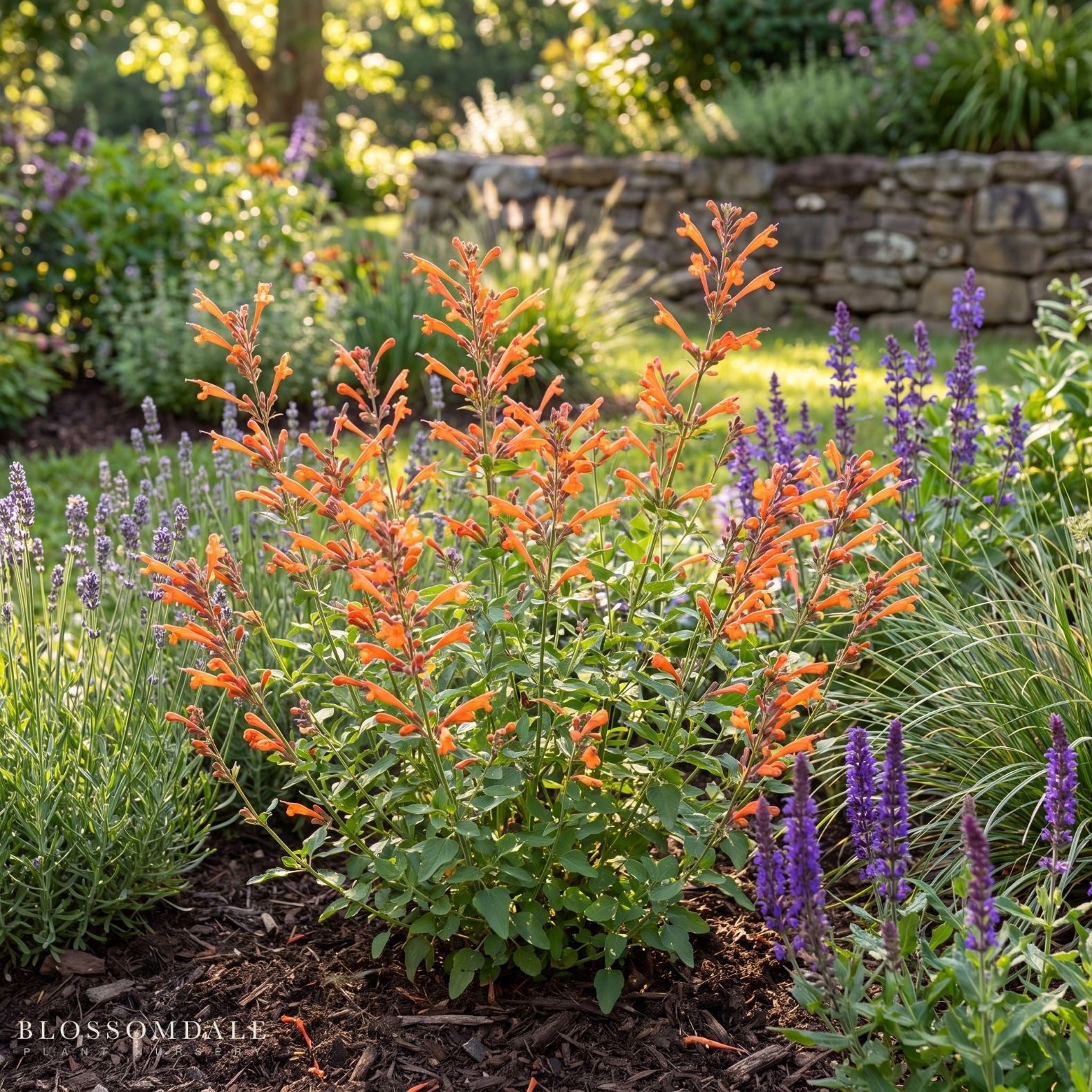 Agastache 'Kudos Mandarin'