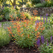 Agastache 'Kudos Mandarin'