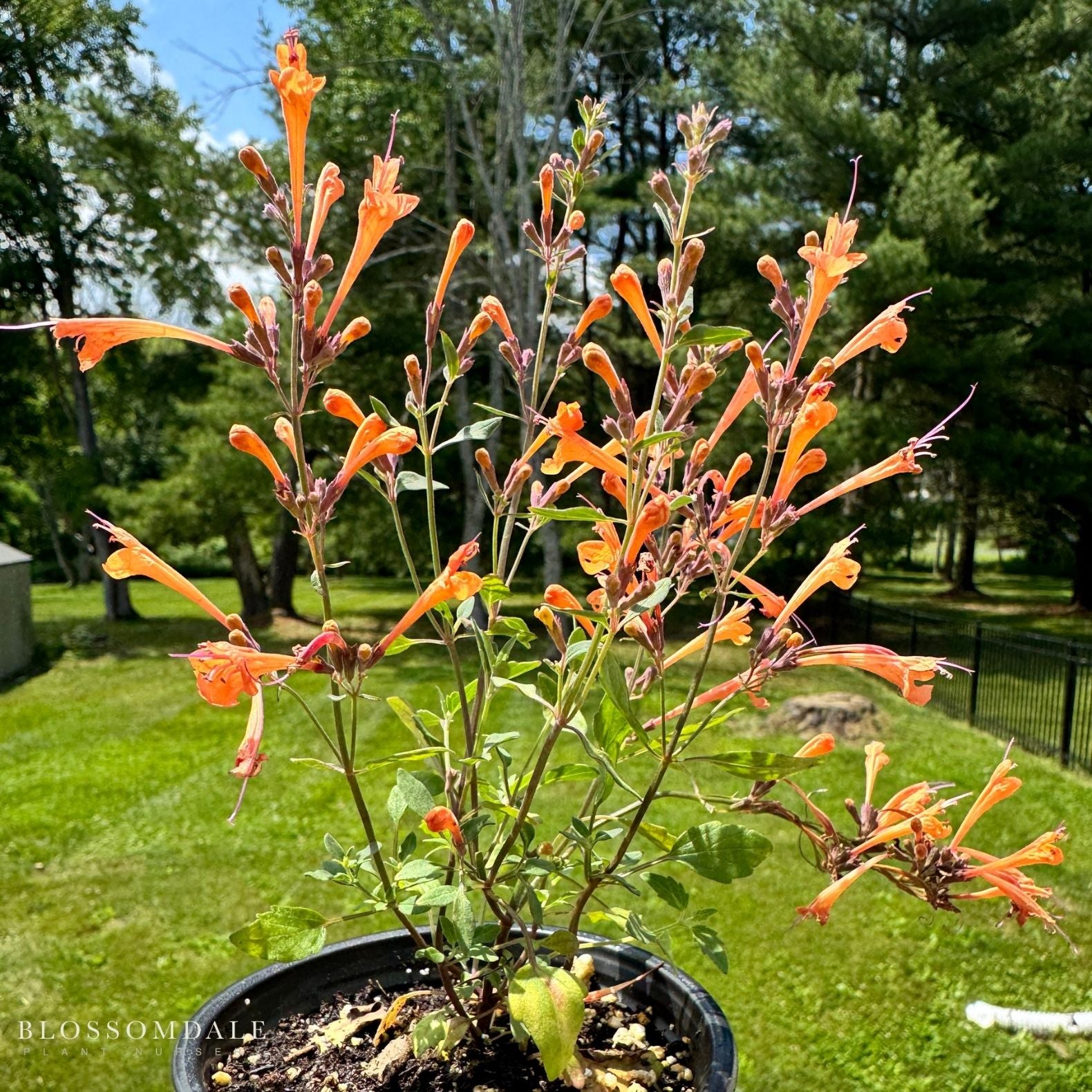 Agastache 'Kudos Mandarin'
