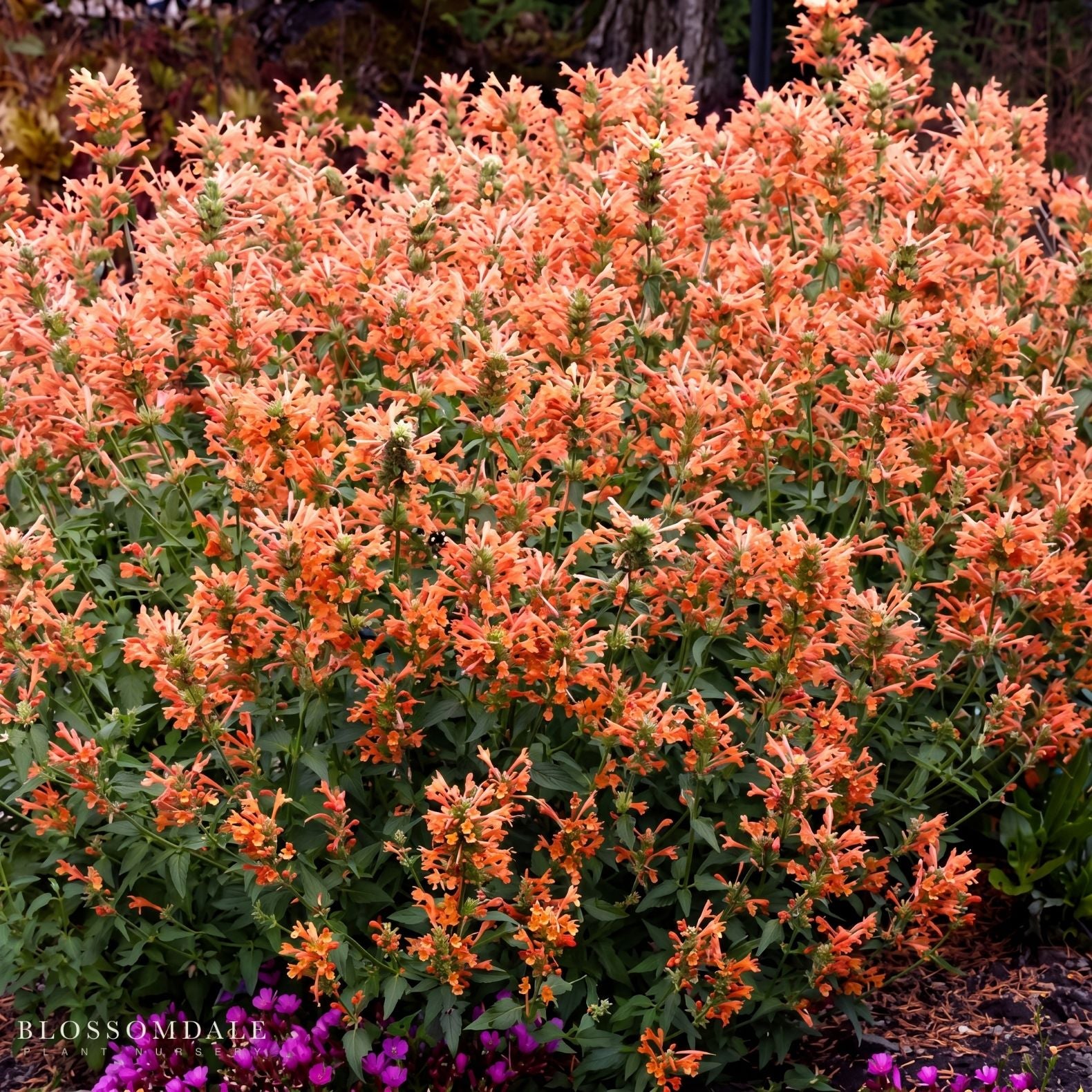 Agastache 'Poquito Orange'