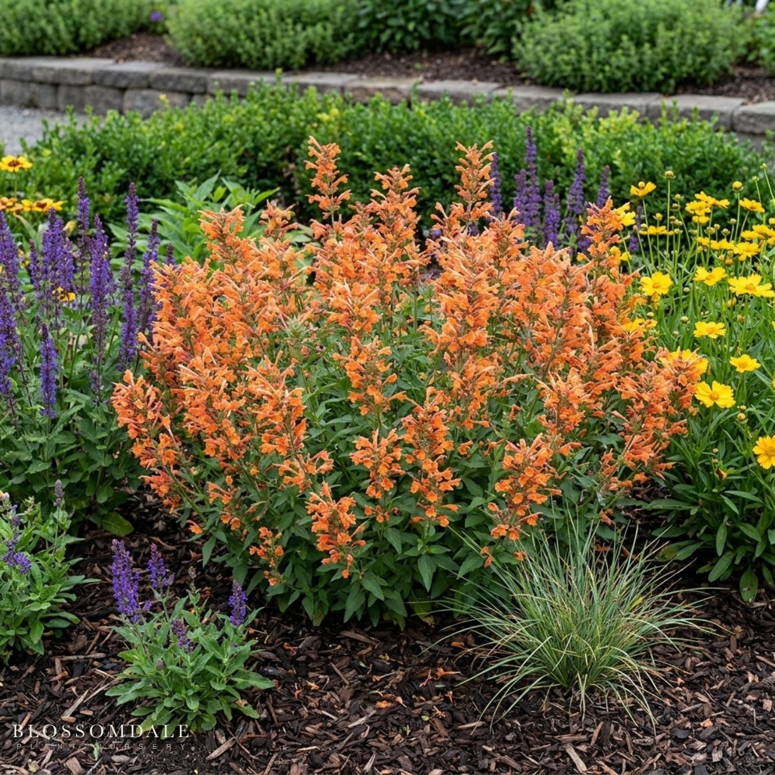 Agastache 'Poquito Orange'