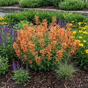 Agastache 'Poquito Orange'