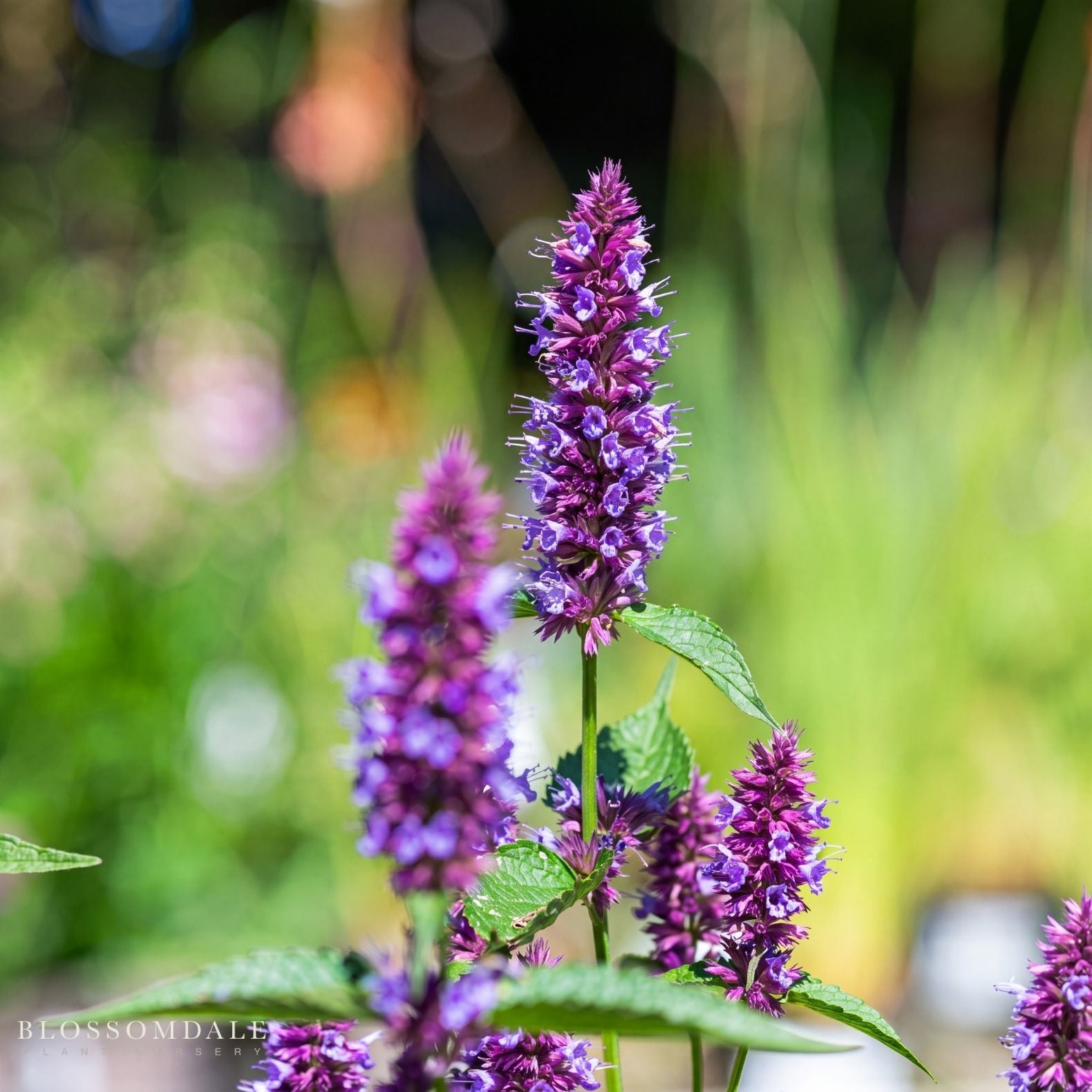 Agastache Rugosa 'Beelicious Purple'