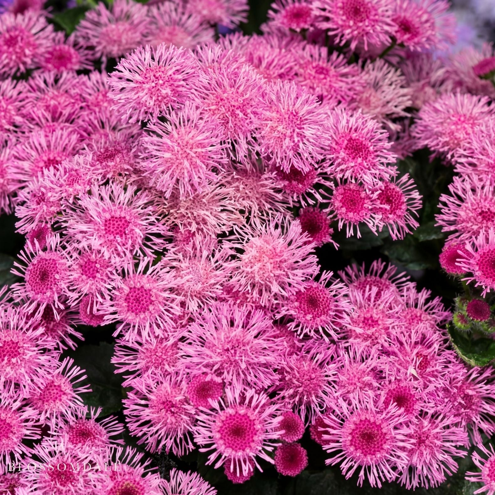 Floss Flower 'Bumble Rose'