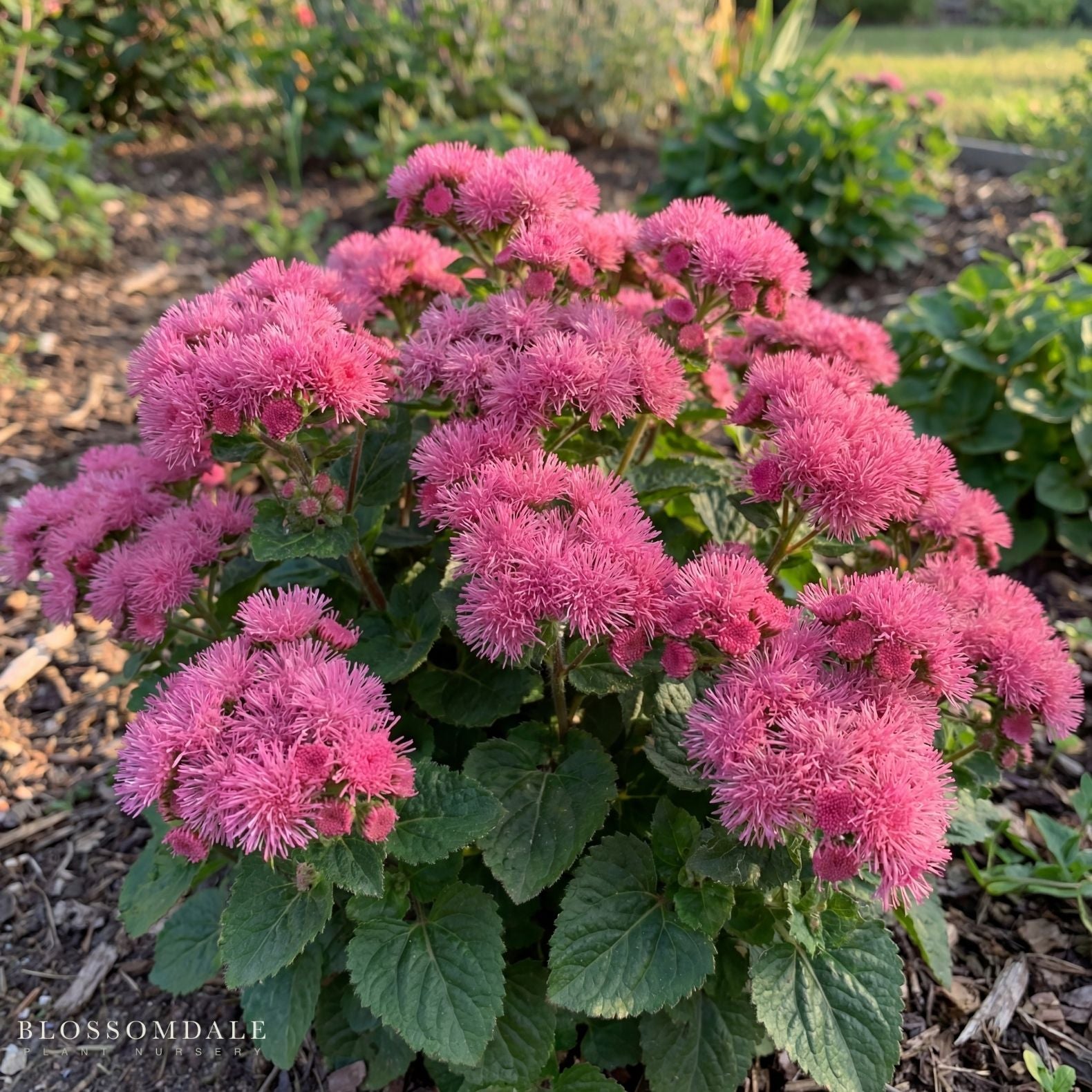 Floss Flower 'Bumble Rose'