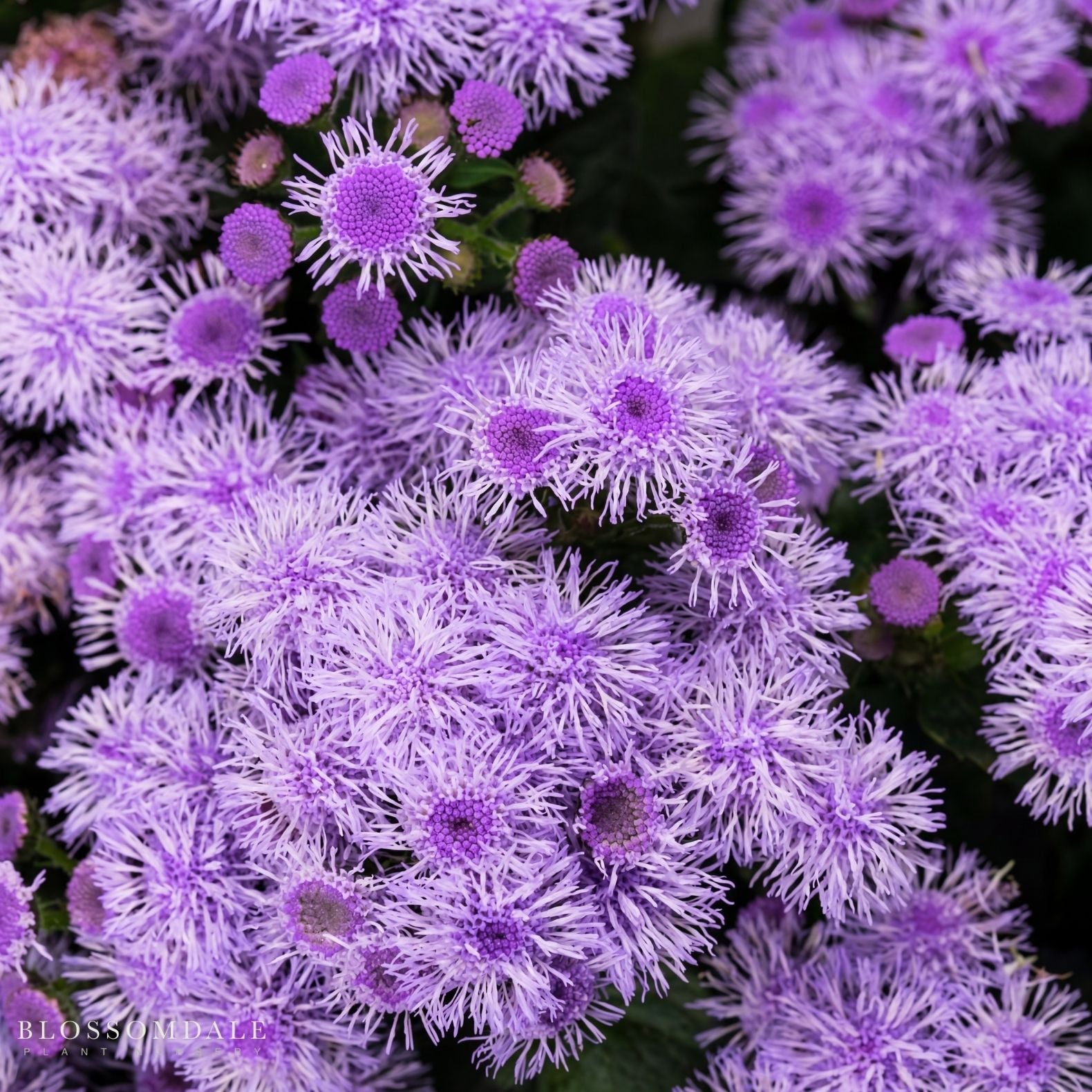 Floss Flower 'Bumble Silver'