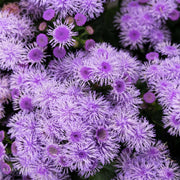 Floss Flower 'Bumble Silver'