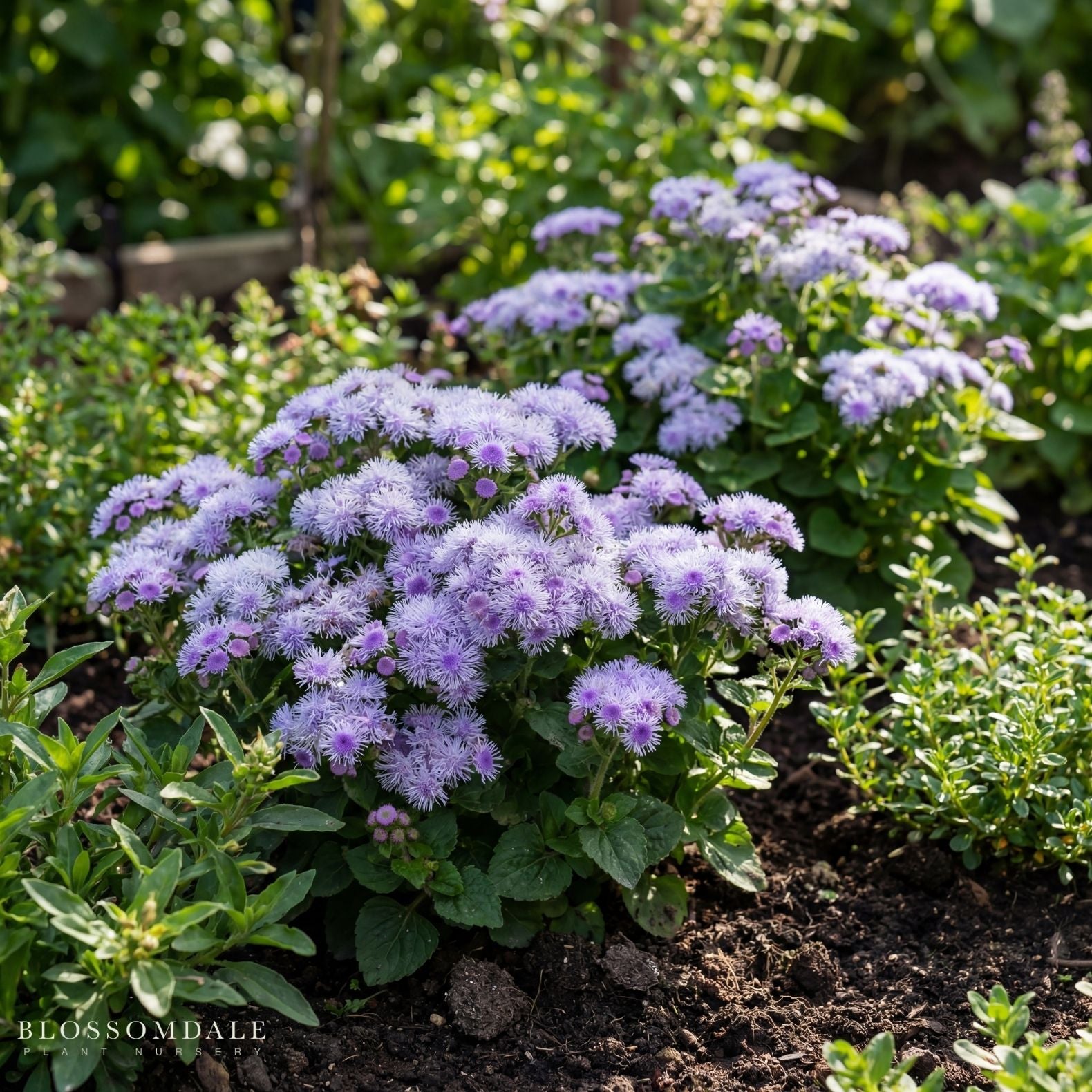 Floss Flower 'Bumble Silver'