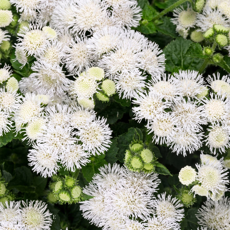 Ageratum 'Bumble White'