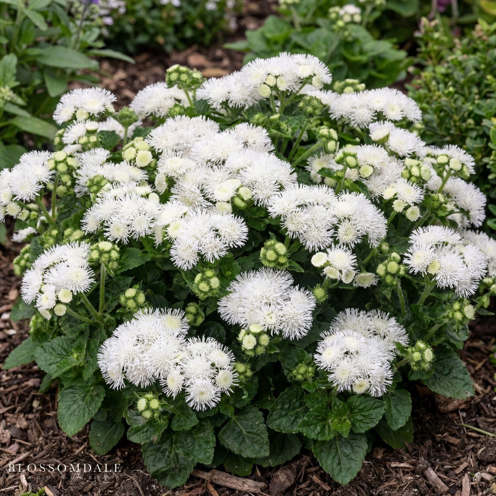 Ageratum 'Bumble White'