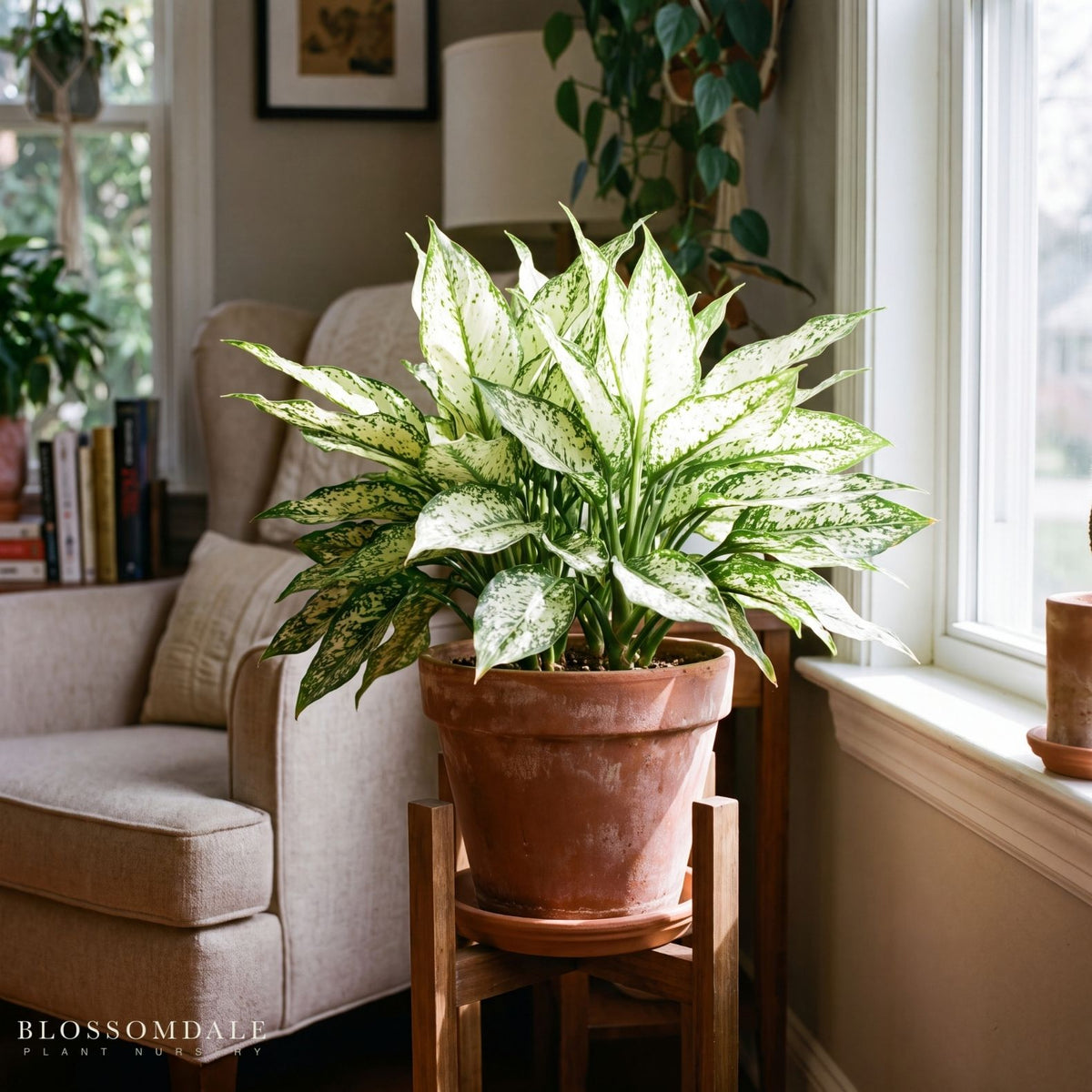 Aglaonema 'Snow White'