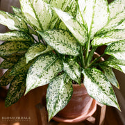 Aglaonema 'Snow White'