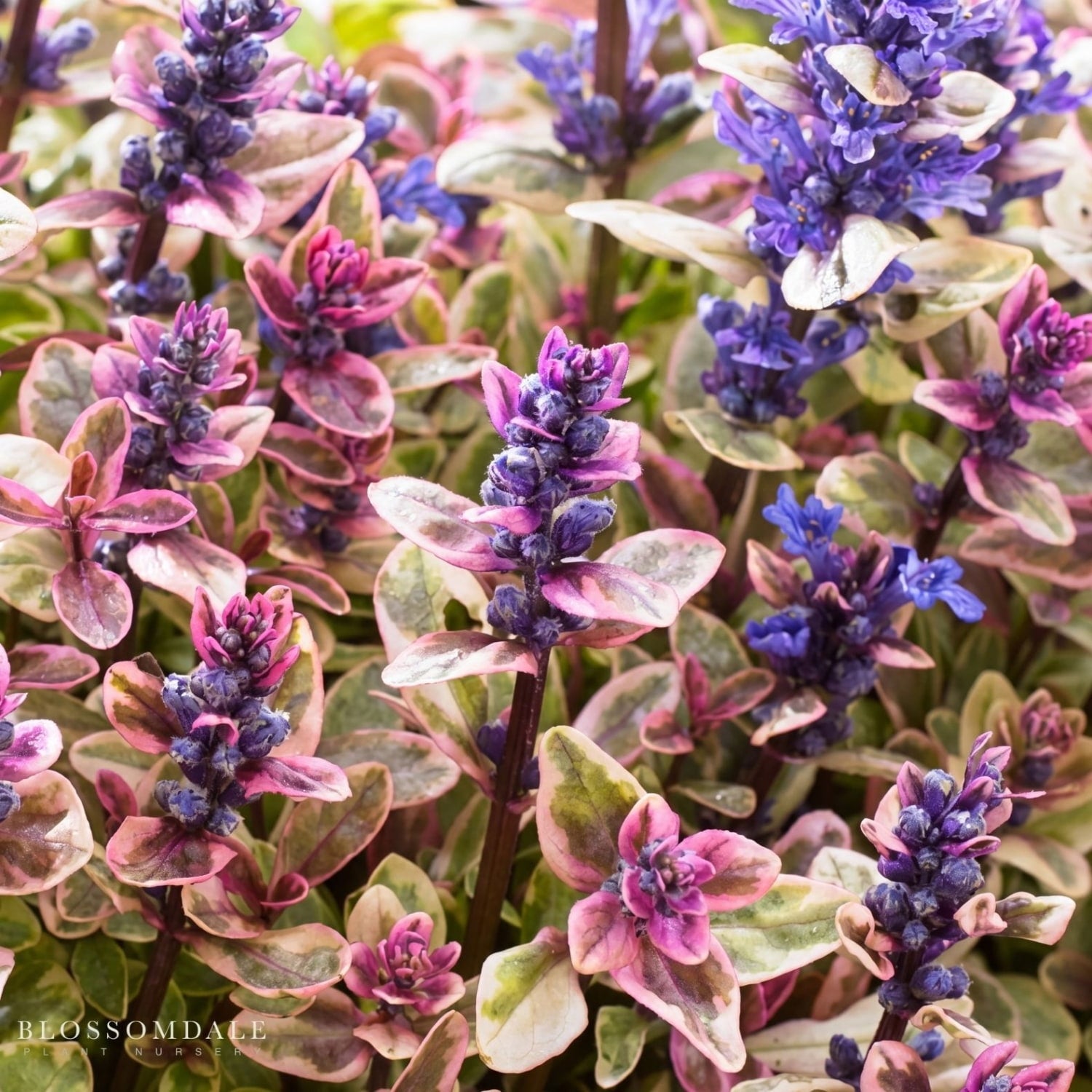 Bugleweed 'Princess Nadia'