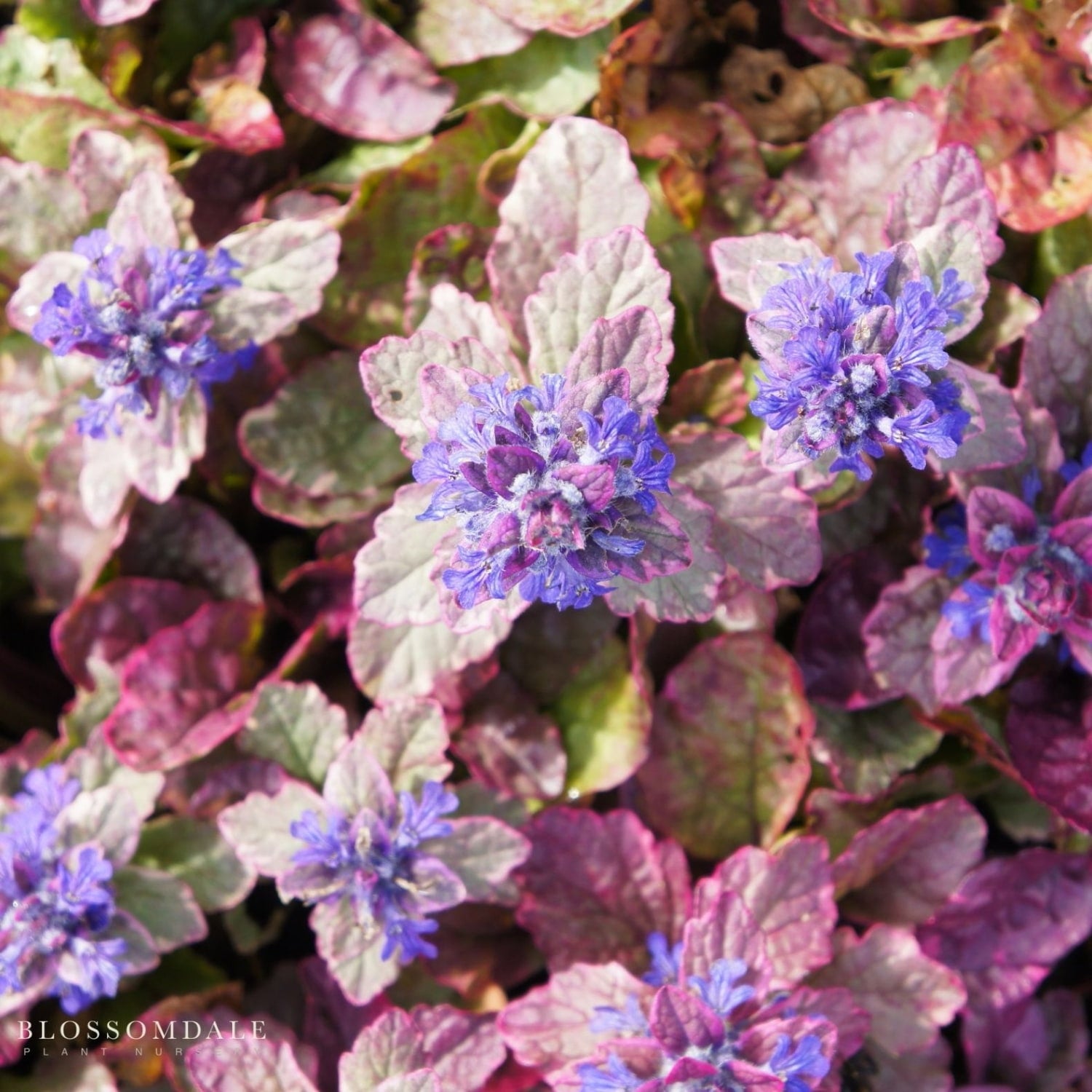 Bugleweed 'Princess Nadia'