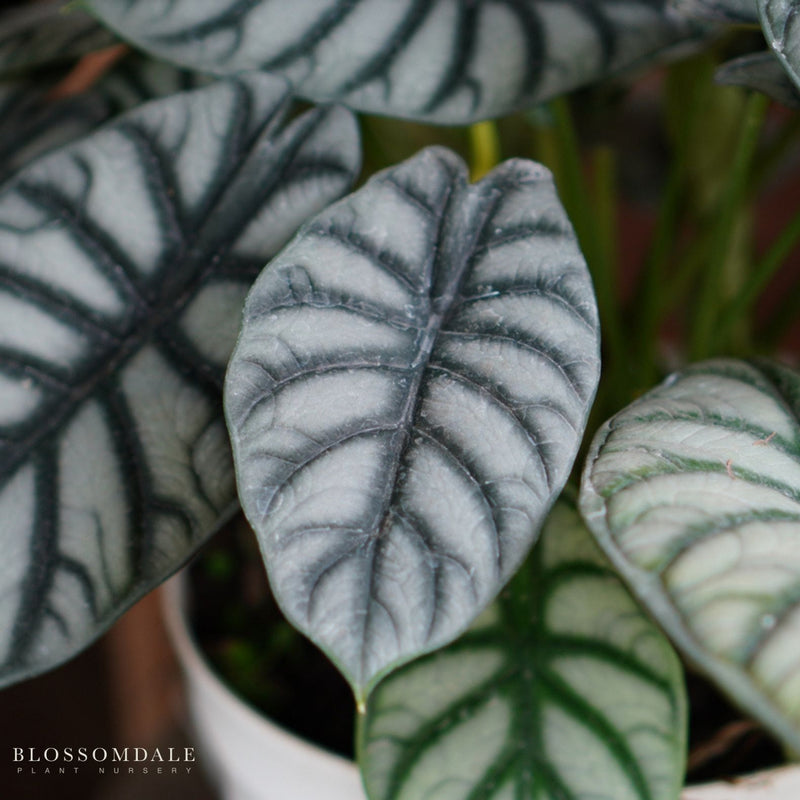 Alocasia baginda 'Silver Dragon'