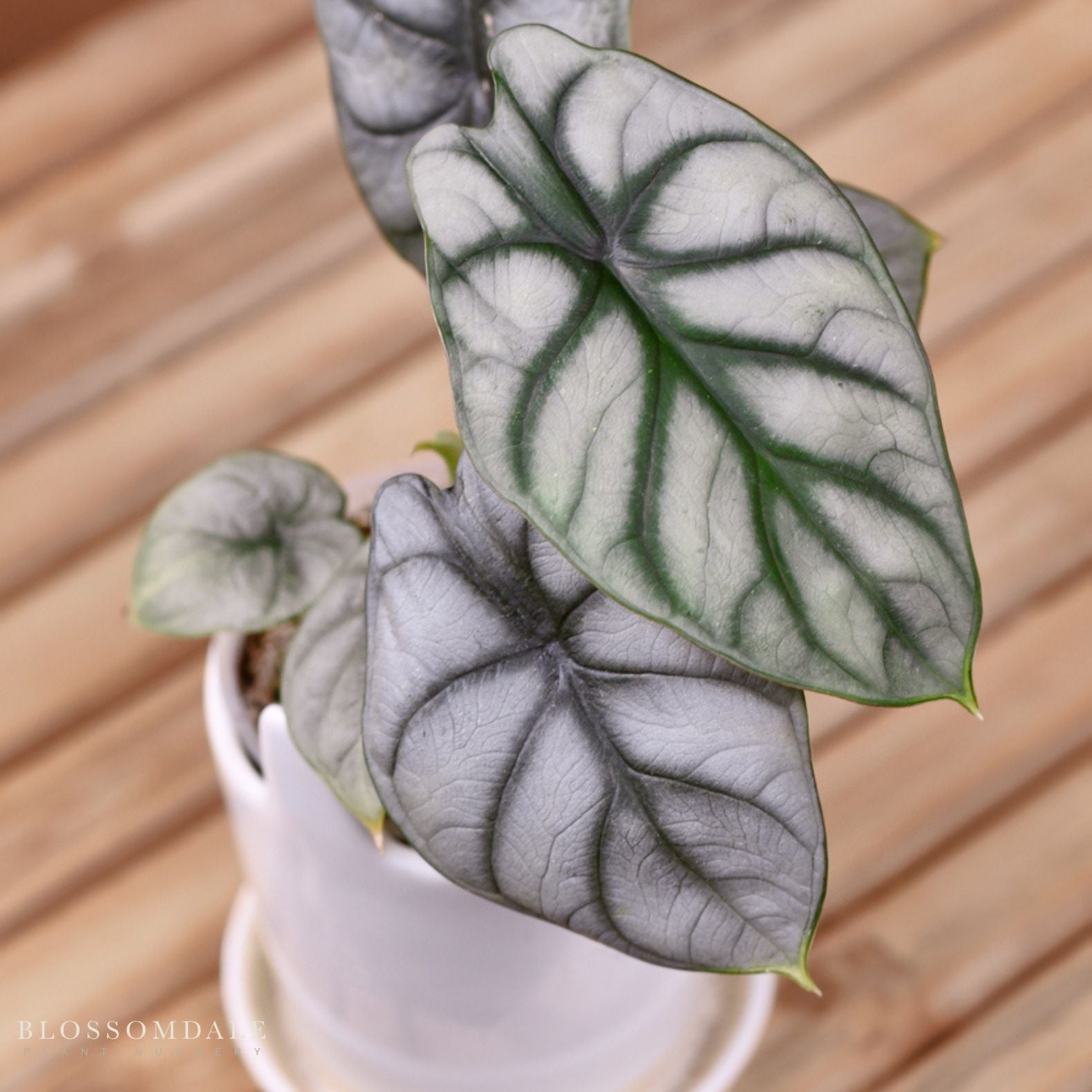 Alocasia 'Silver Dragon'