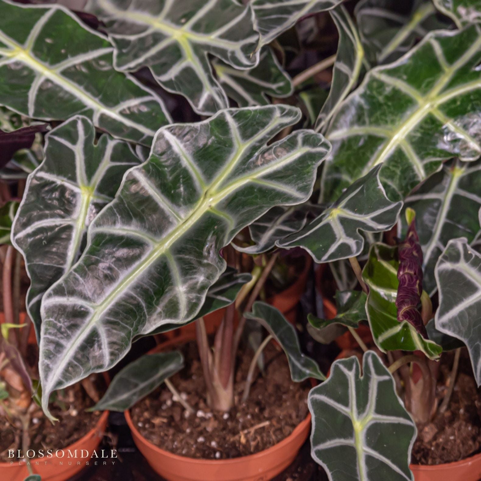 Alocasia 'Mandalay'