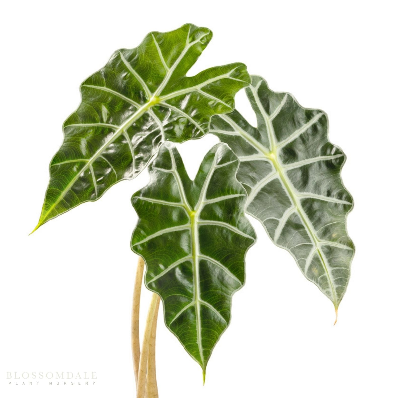 Alocasia 'Mandalay'