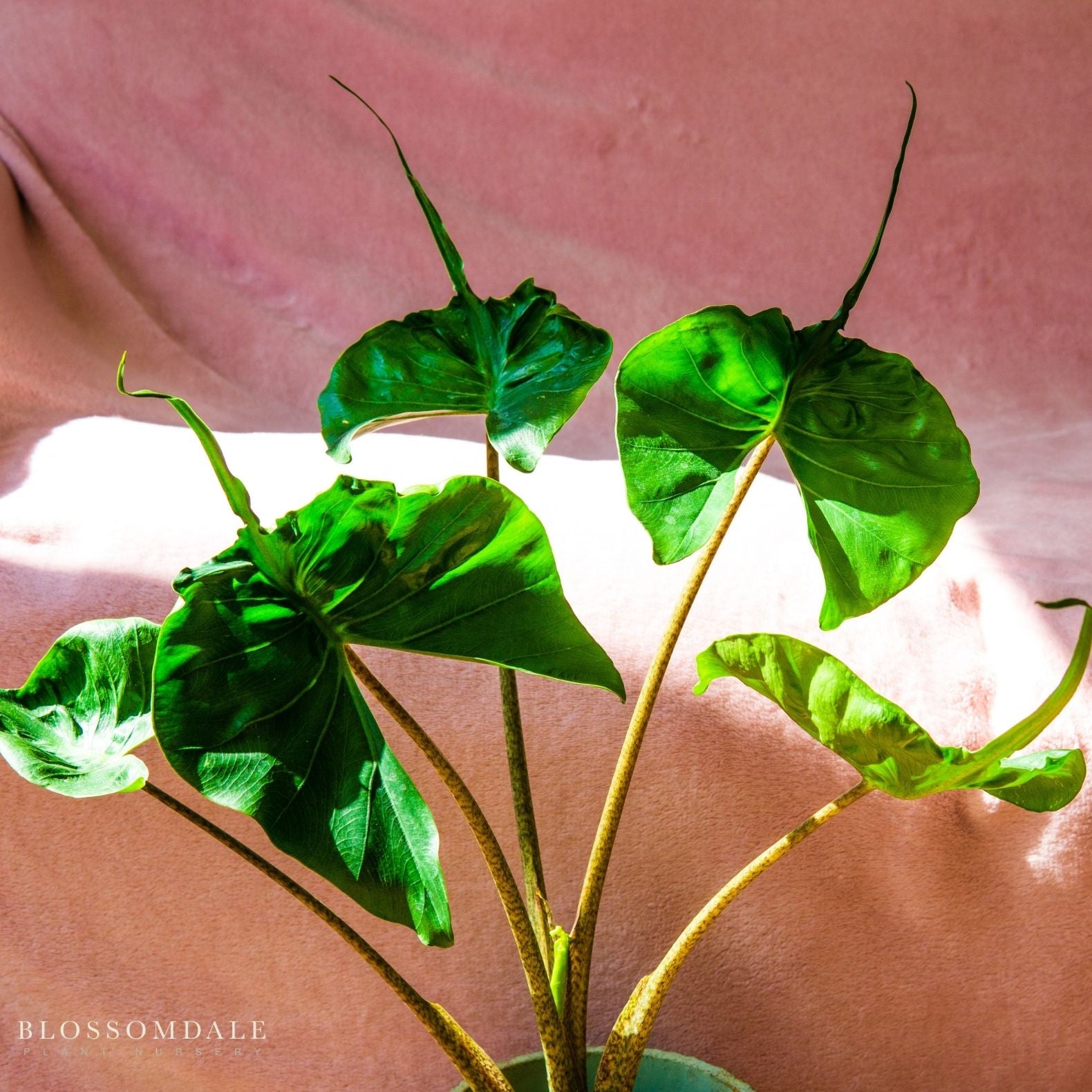 Alocasia ‘Stingray'