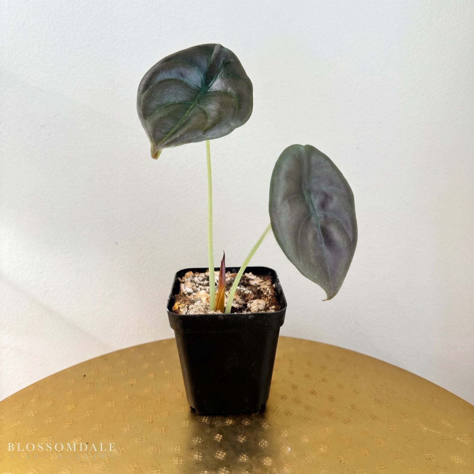 Alocasia Cuprea 'Red Secret'