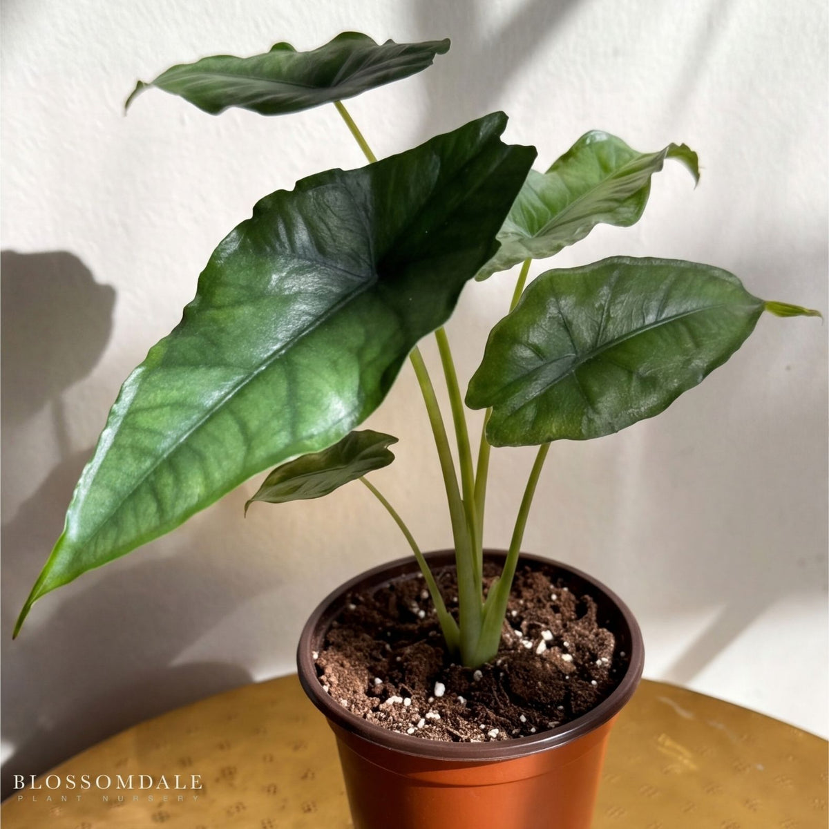 Alocasia heterophylla 'Dragon's Breath'
