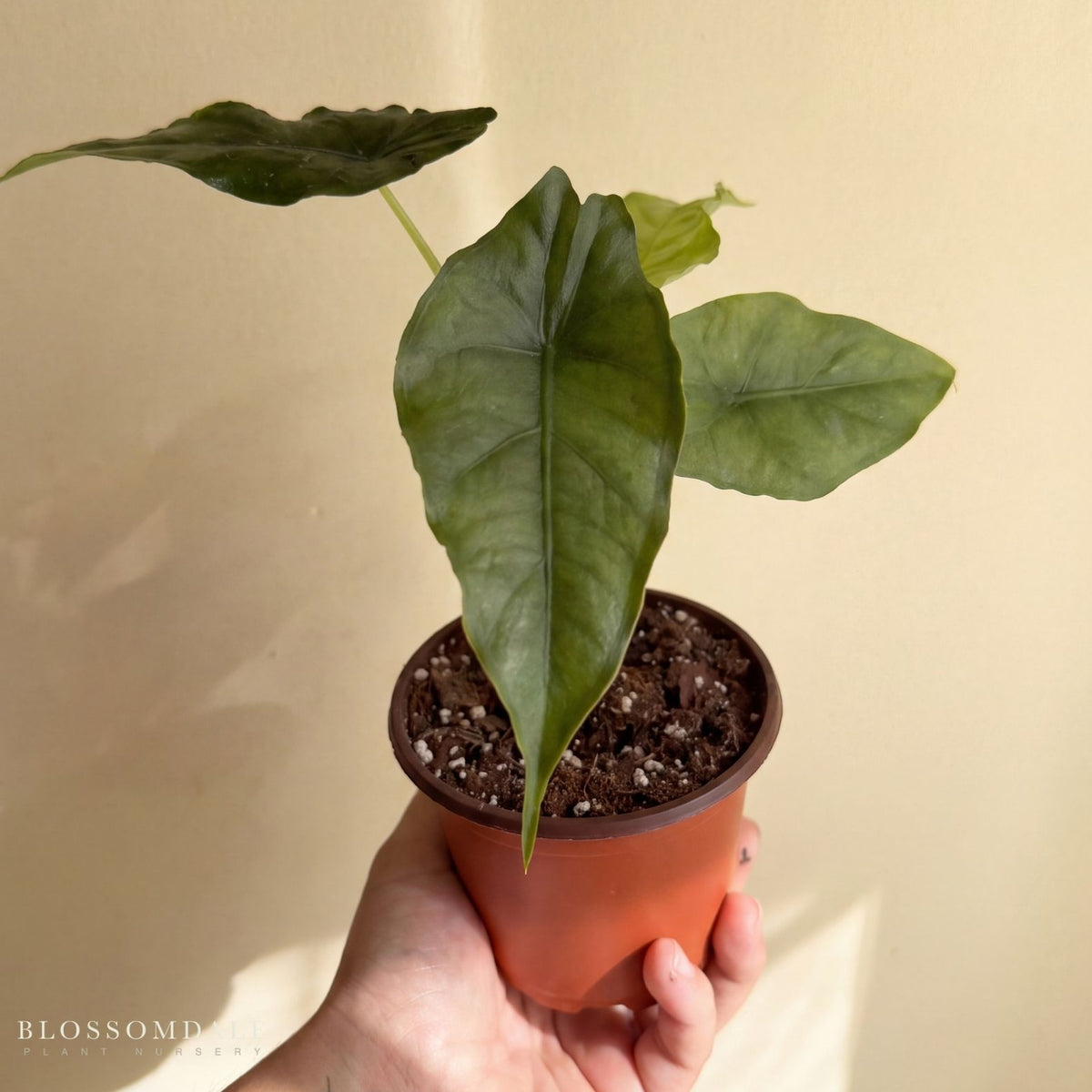 Alocasia heterophylla 'Dragon's Breath'
