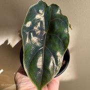 Alocasia azlanii 'Red Mambo'