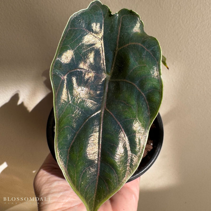 Alocasia azlanii 'Red Mambo'