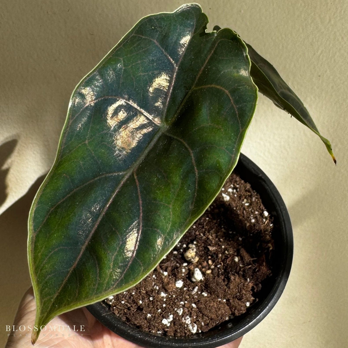 Alocasia azlanii 'Red Mambo'