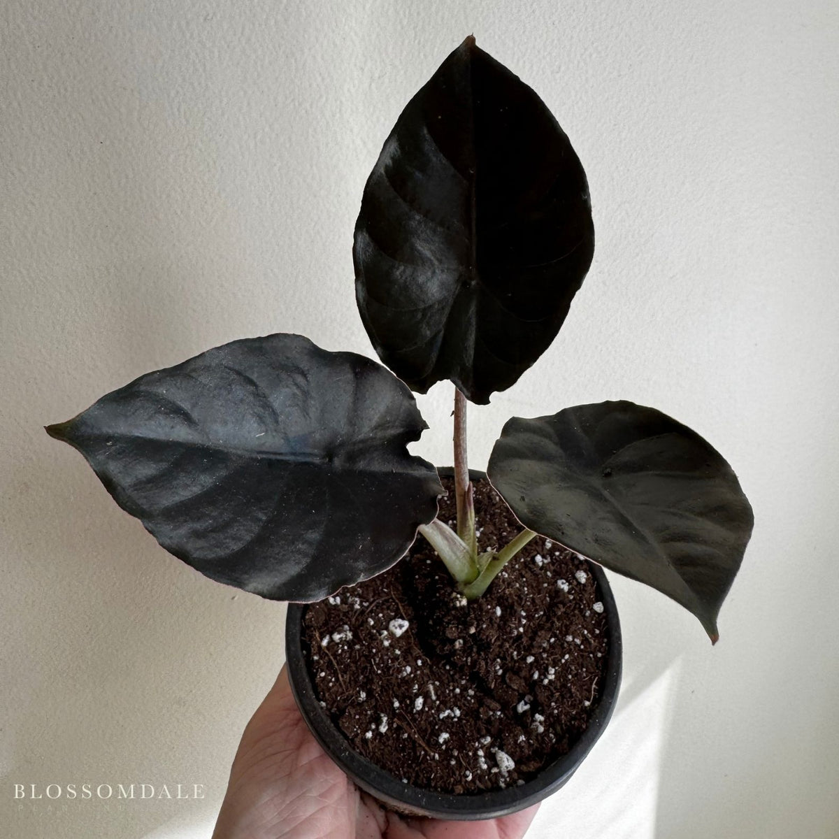 Alocasia infernalis 'Kapit'