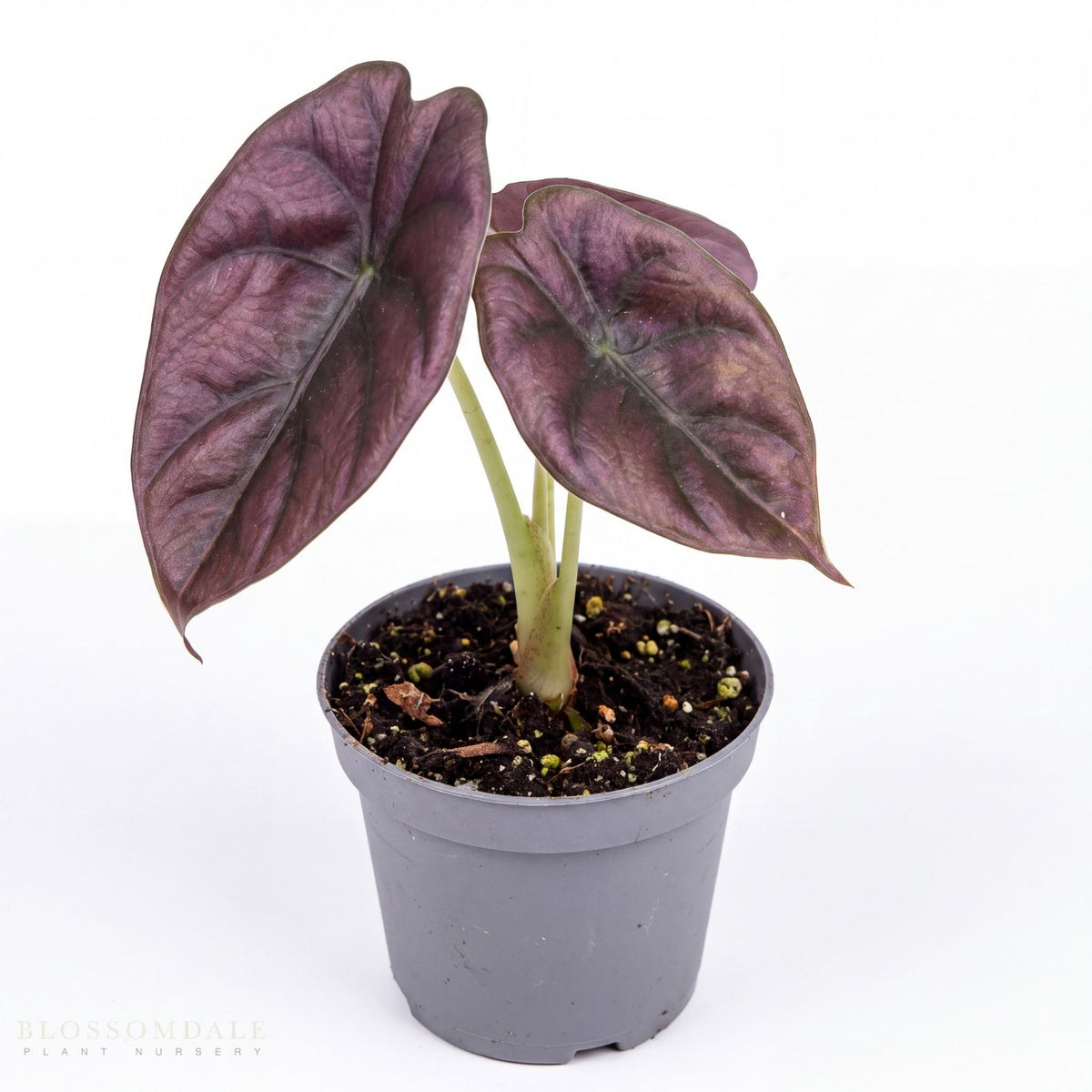 Alocasia azlanii 'Red Mambo'