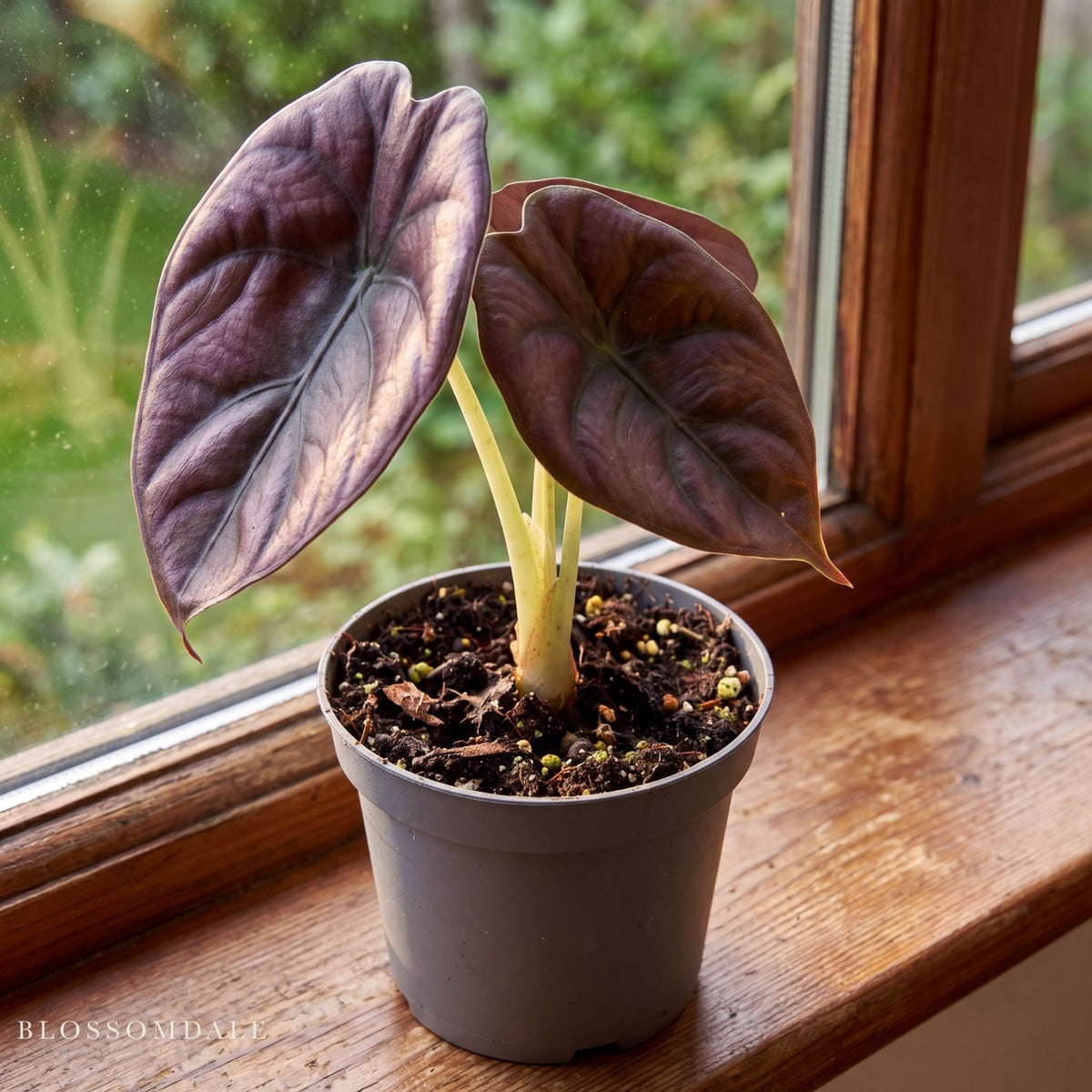 Alocasia azlanii 'Red Mambo'