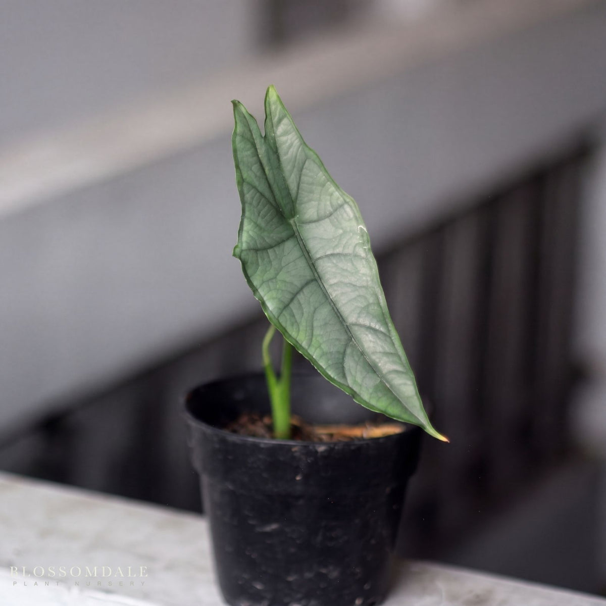 Alocasia heterophylla 'Dragon's Breath'