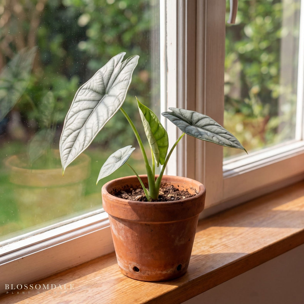 Alocasia heterophylla 'Dragon's Breath'