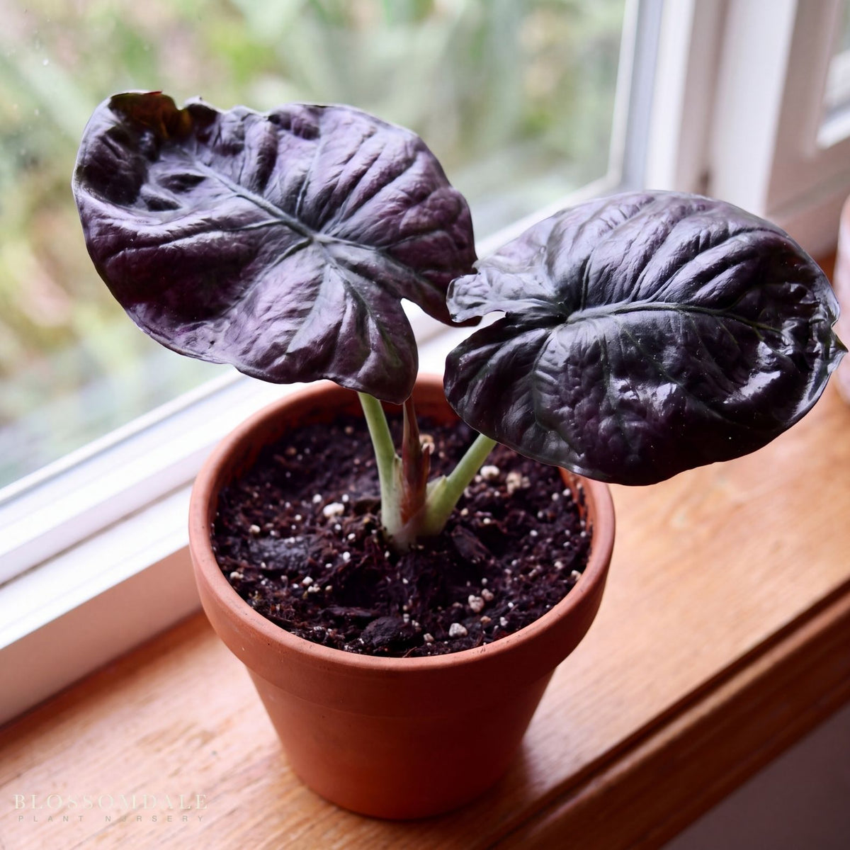 Alocasia infernalis 'Kapit'