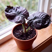 Alocasia infernalis 'Kapit'