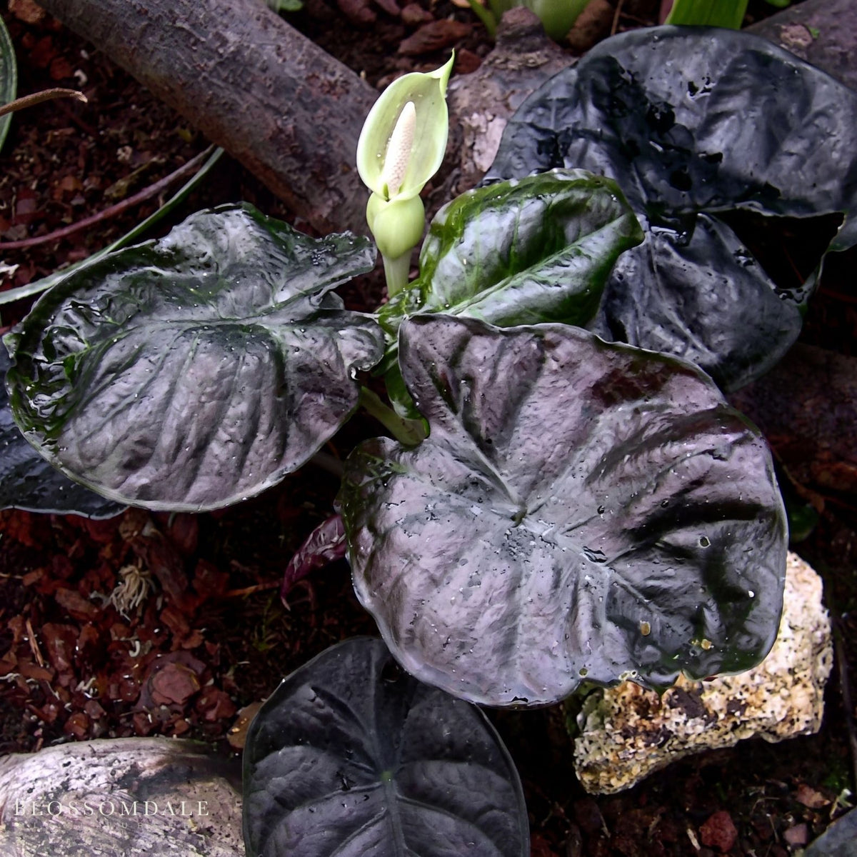Alocasia infernalis 'Kapit'