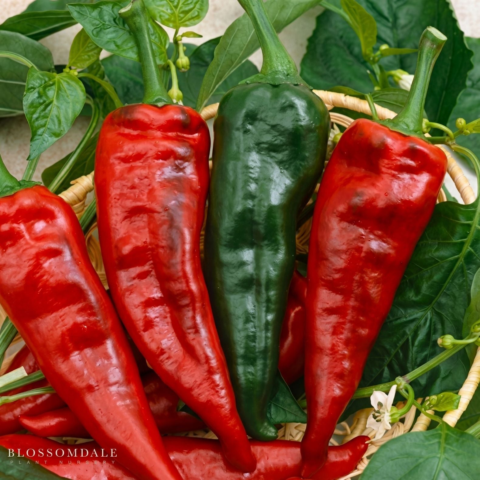 Ancho Sanchez Pepper Seeds - versatile pepper - Blossomdale