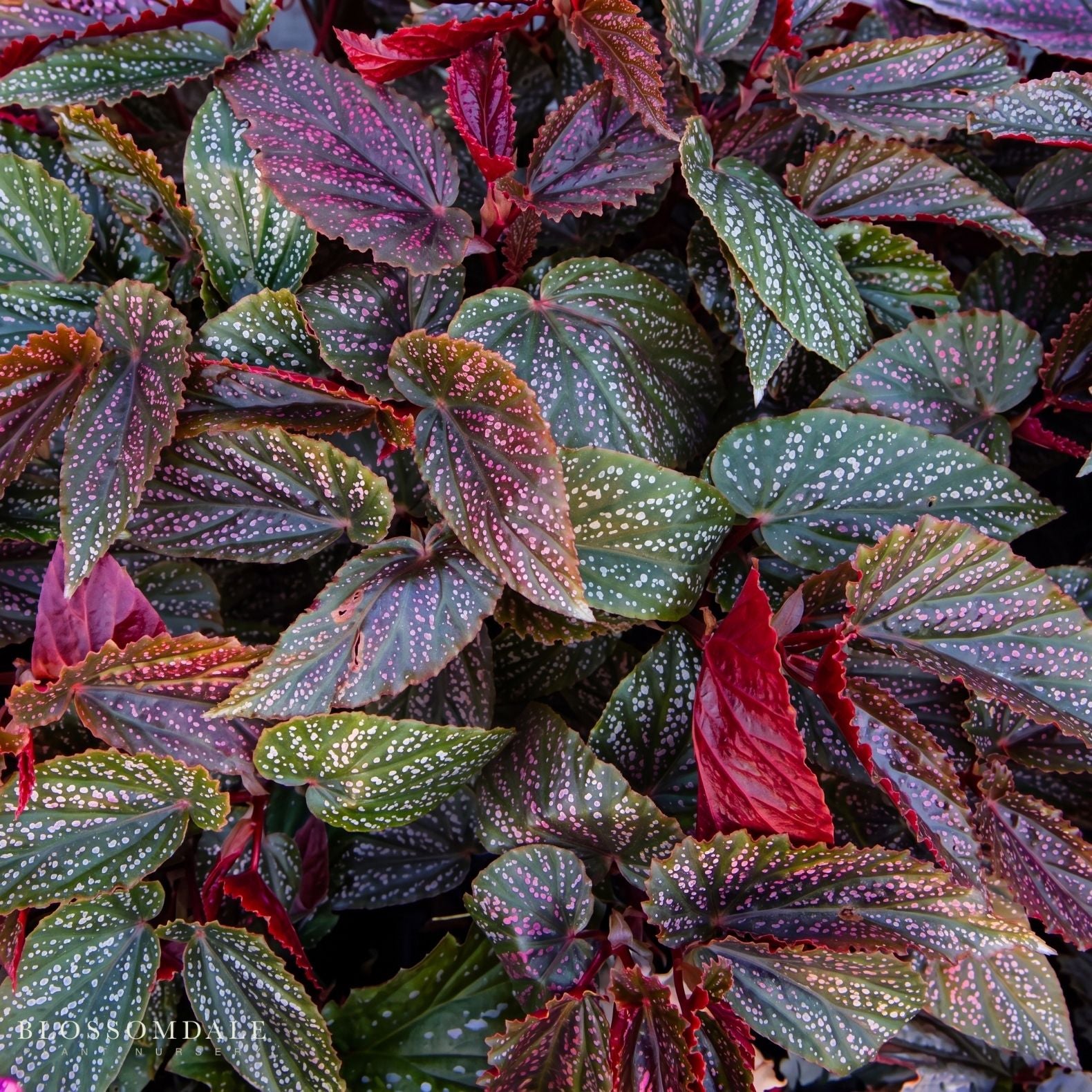 Angel Wing Begonia 'Benigo Pink'