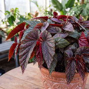 Angel Wing Begonia 'Benigo Pink'