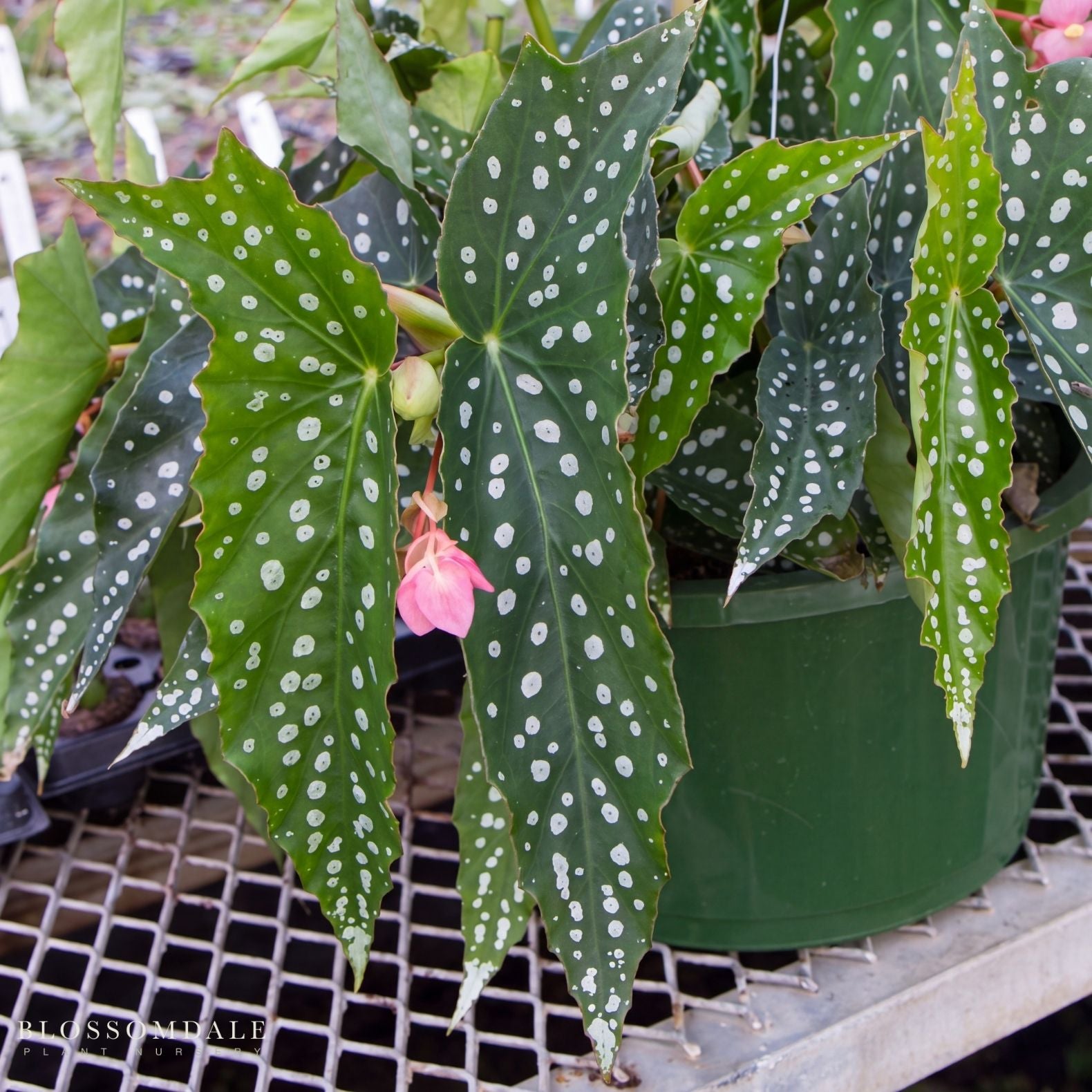 Angel Wing Begonia 'My Special Angel'