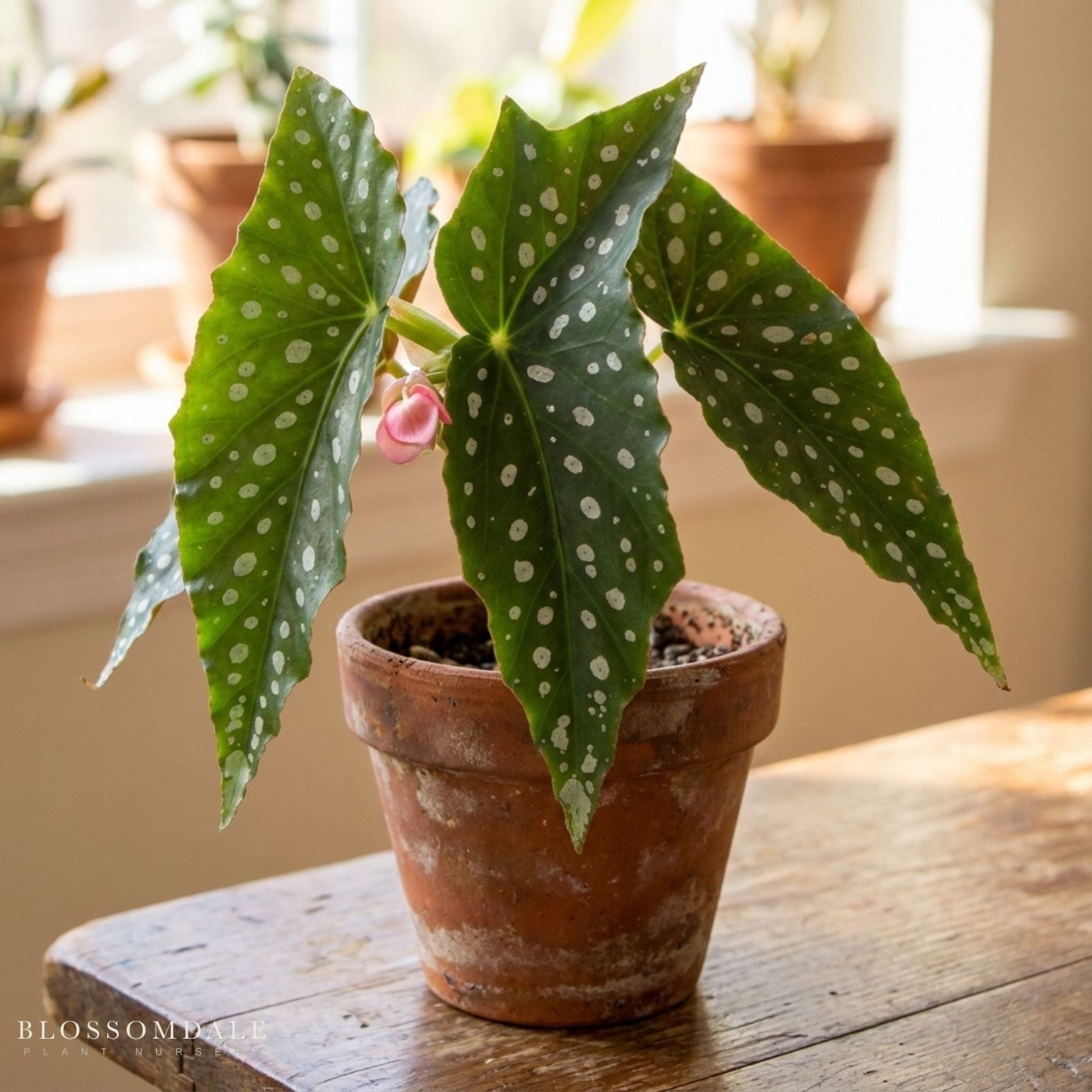 Angel Wing Begonia 'My Special Angel'