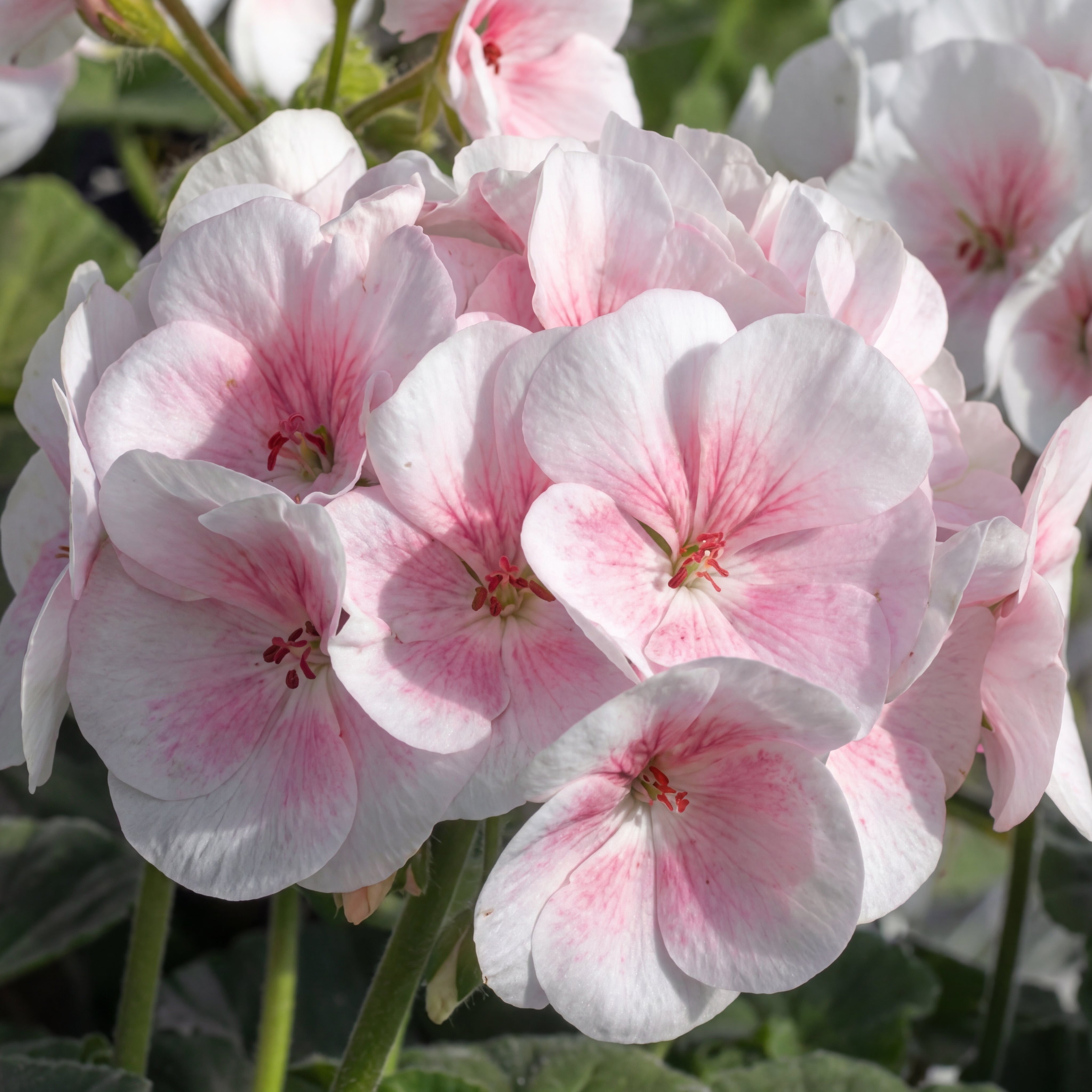 Maverick Appleblossom Geranium