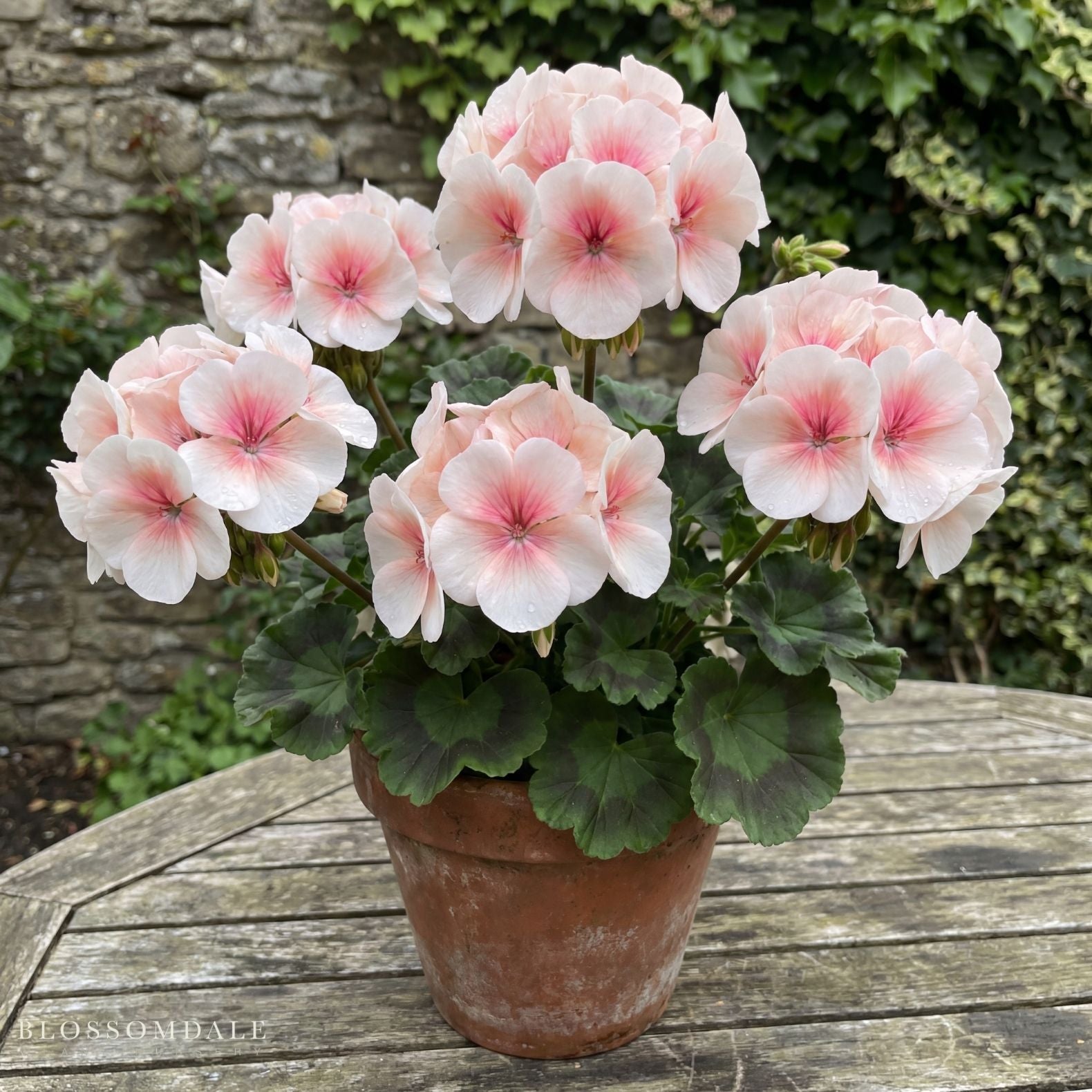 Maverick Appleblossom Geranium