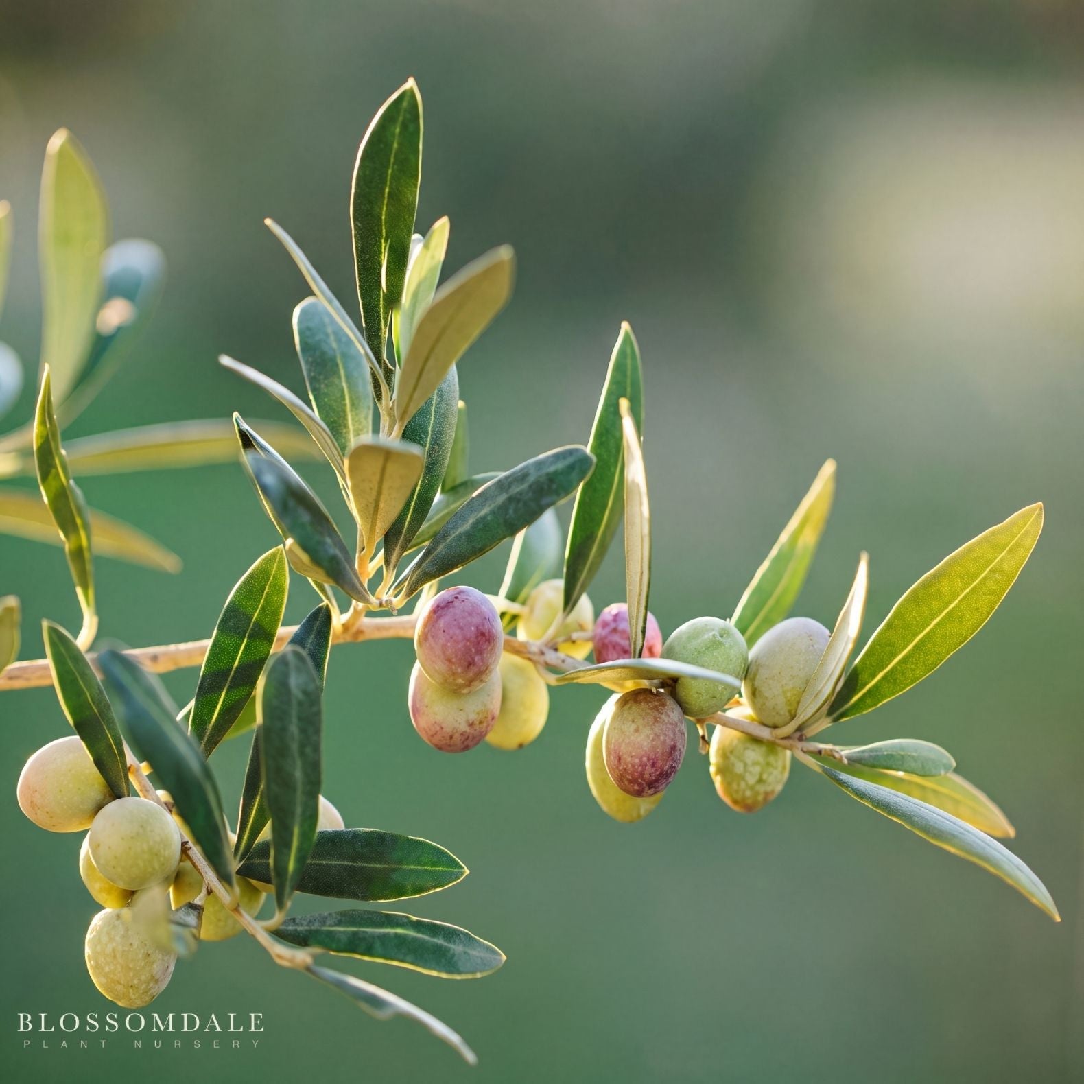Arbequina Olive Tree