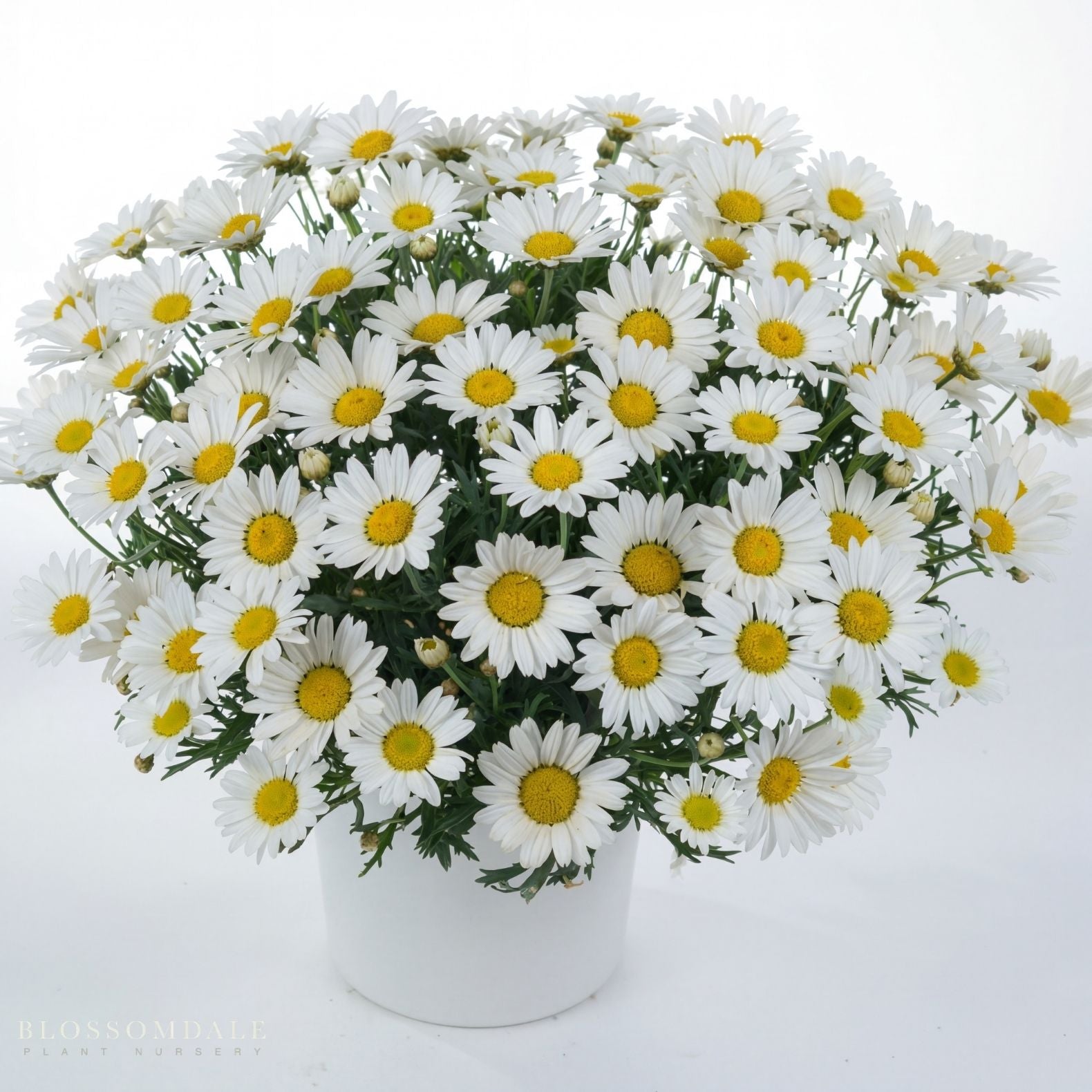 Marguerite Daisy 'Angelic Everest'
