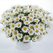 Marguerite Daisy 'Angelic Everest'