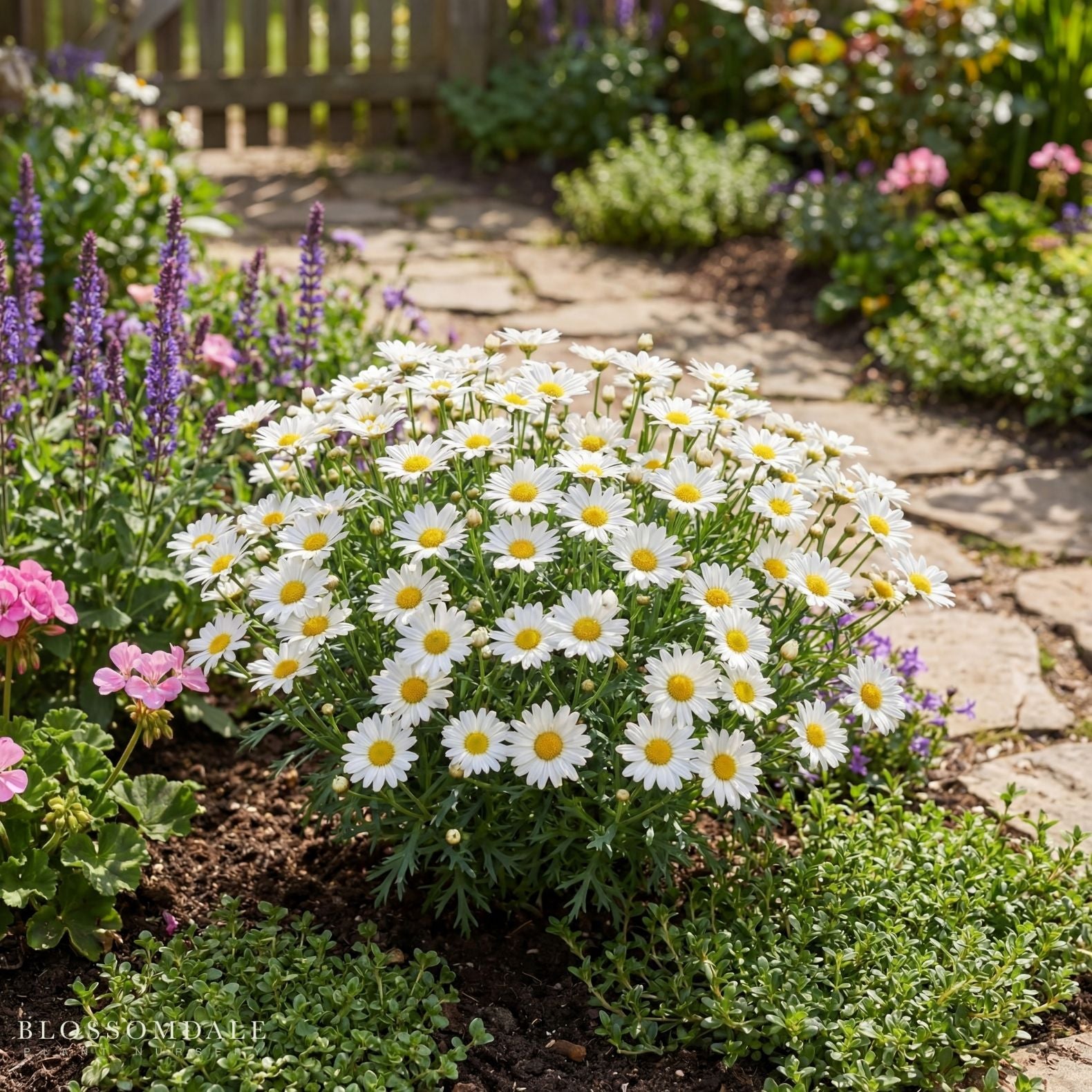 Marguerite Daisy 'Angelic Everest'
