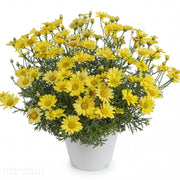 Marguerite Daisy 'Angelic Sunny Spring'