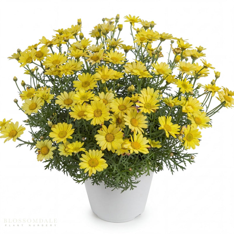 Marguerite Daisy 'Angelic Sunny Spring'